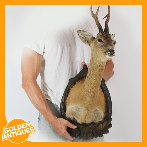 Real roe deer head - roe-deer, antlers
