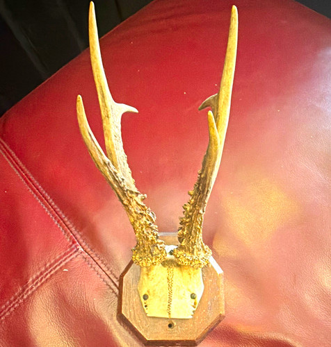 Taxidermy deer mammal antlers - mammal,