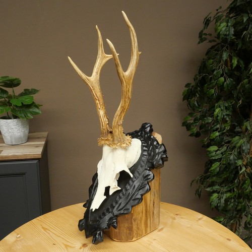 Used rehbock deer - rehbock, antler