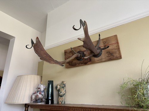 Antique victorian deer antler - victorian,