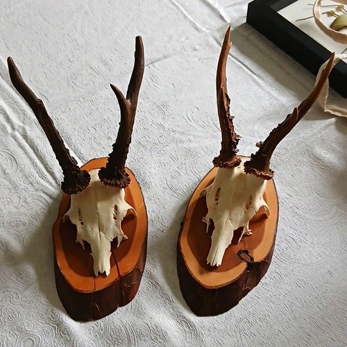 Pair deer skull - deer, mounted