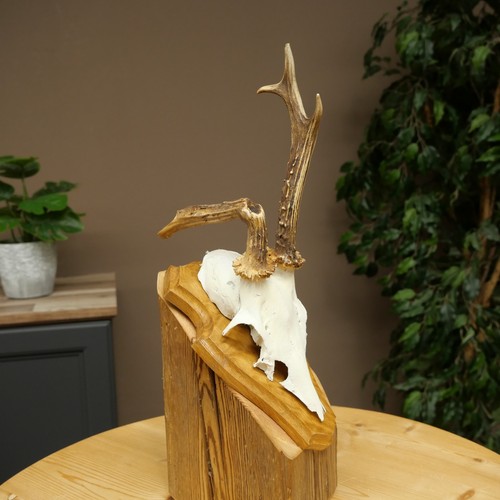 Rehbock abnormal deer buck - abnormal,